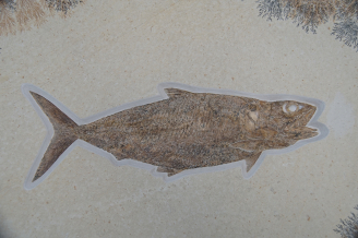Teleost Fish Pholidophorus microcephalus, Upper Jurassic, Eichstaett, Germany. A well preserved Jurassic Bony Fish from the Solnhofen Limestone (Plate size: 80x60 cm)