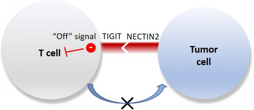 The research team identified an important TIGIT-NECTIN2 immune checkpoint axis in liver cancer, of which the molecular ligand - NECTIN2, on tumour cell surface is bound to one of the T cell receptors – TIGIT, and could induce a ‘off’ signal to suppress T cell activity. This indicates the possibility to restore immune attack on tumour cells by creating inhibitor that could target TIGIT-NECTIN2 immune checkpoint axis, as well as developing a more effective precision treatment for liver cancer.
 