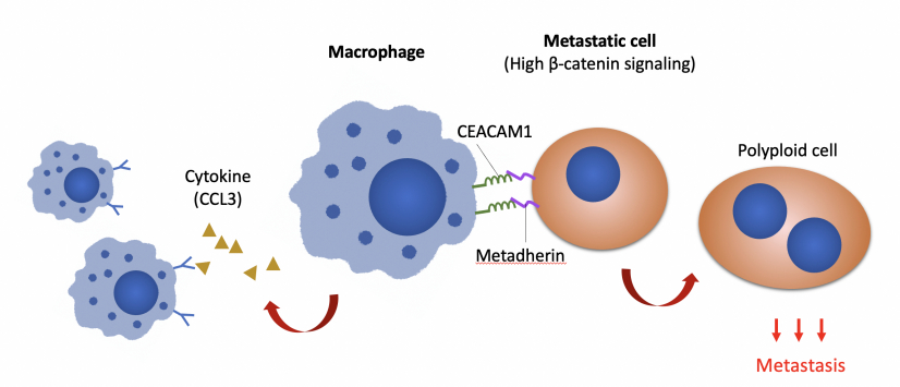 The research discovers that Wnt/b-catenin signalling in metastatic cells upregulates the expression of cancer cells metadherin and communicates with macrophages through CEACAM1. (Image modified from original illustration of Adv. Sci. (Weinh) 2022; e2103230)

 