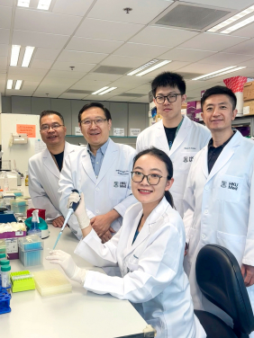 The HKUMed research team has identified pNSCs derived from mouse limb and lung tissues for the first time. These pNSCs can be obtained from accessible tissues like embryonic limbs and postnatal lungs, and expanded in laboratory conditions, highlighting their promising therapeutic potential.
 