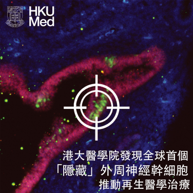 Peripheral neural stem cells (pNSCs)

 