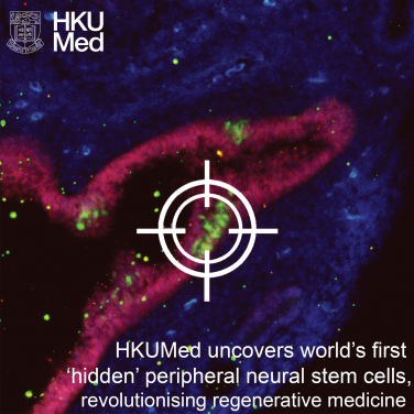 Peripheral neural stem cells (pNSCs)

 